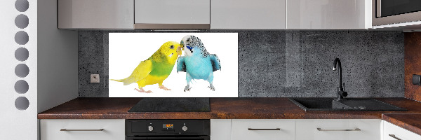 Sticlă printata bucătărie budgies