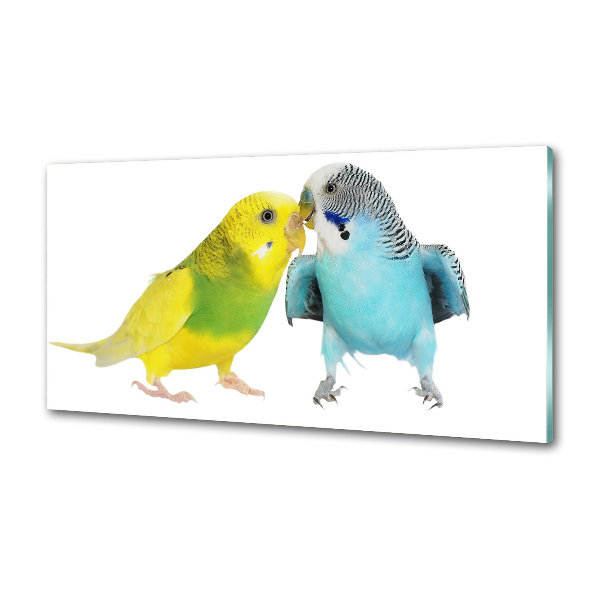 Sticlă printata bucătărie budgies