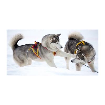 Imagine de sticlă Iarna husky