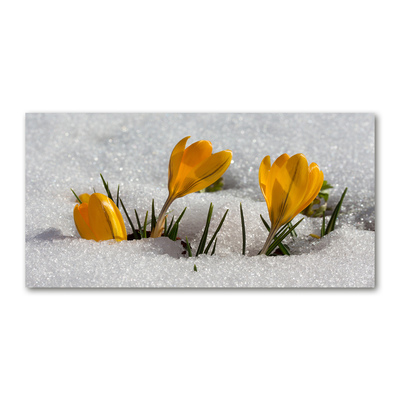 Fotografie imprimată pe sticlă Crocus în zăpadă