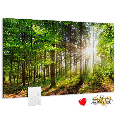 Panou din pluta Razele soarelui în pădurea verde