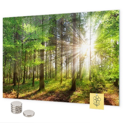 Tablă magnetică Răsărit de soare în pădure