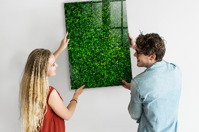 Tablă magnetică de scris Panou foto verde